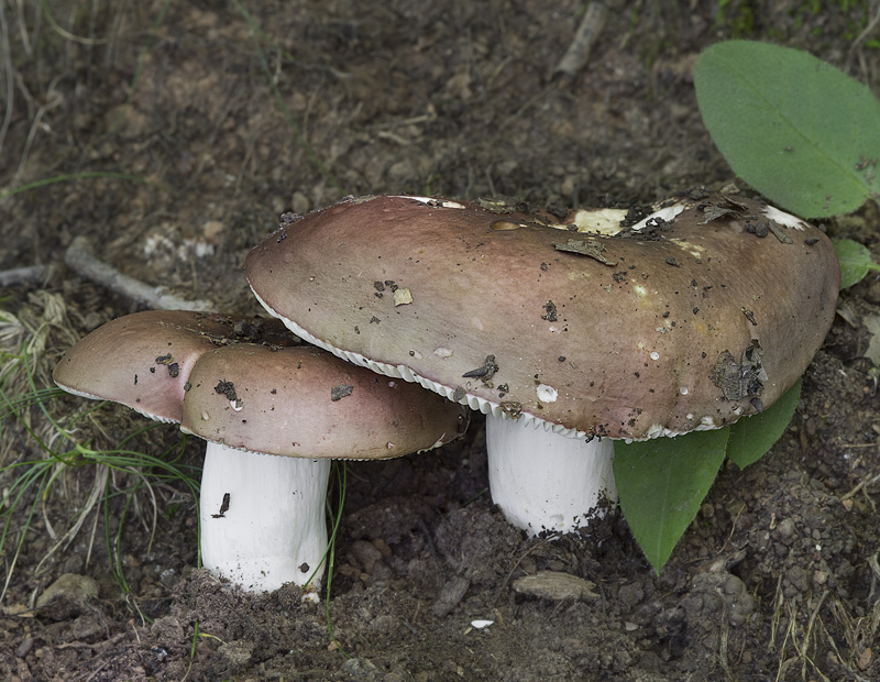 Russula alutacea